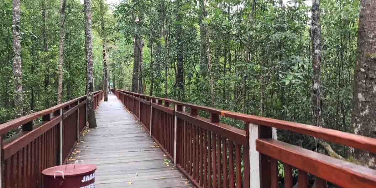 pendapatan-wisata-mangrove-pomako-anjlok